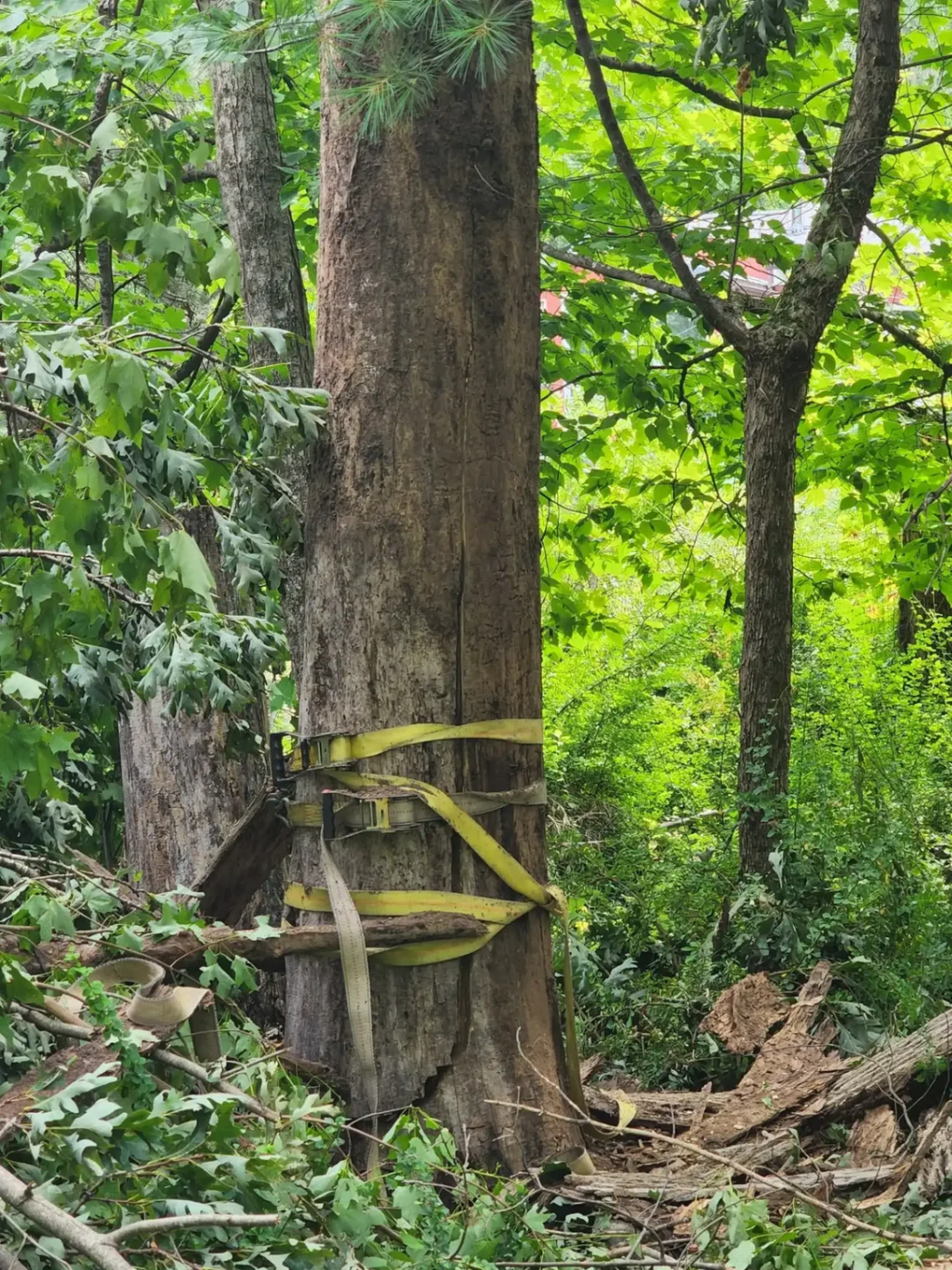 Arborist Services in Ulster County NY