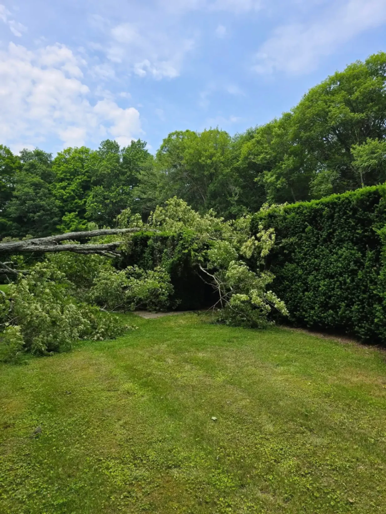 Emergency fallen tree on property