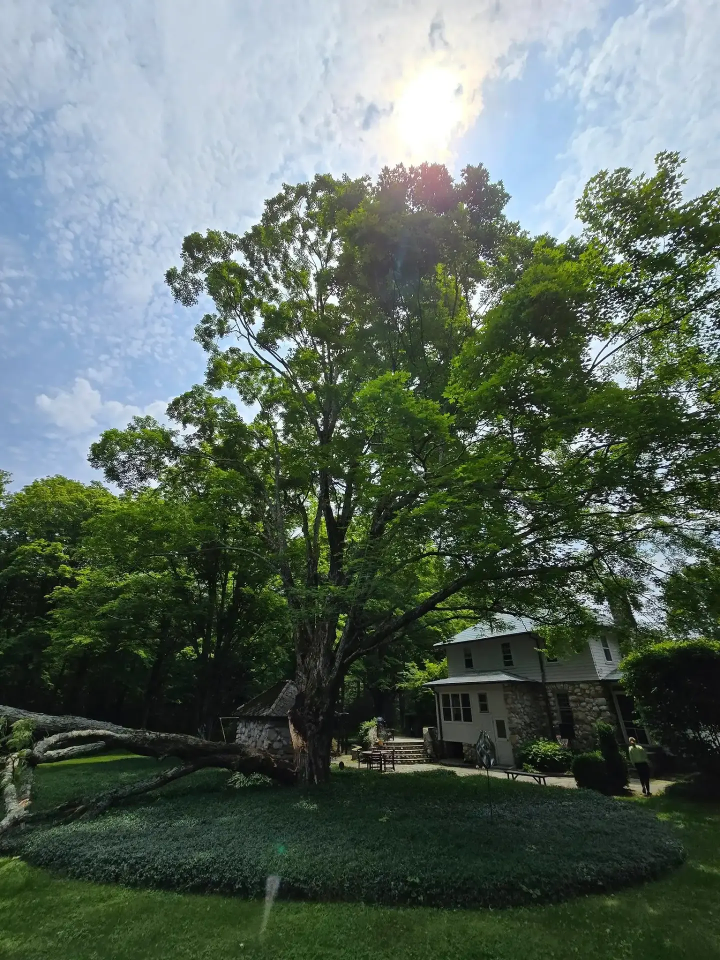 Fallen tree emergency near residential property