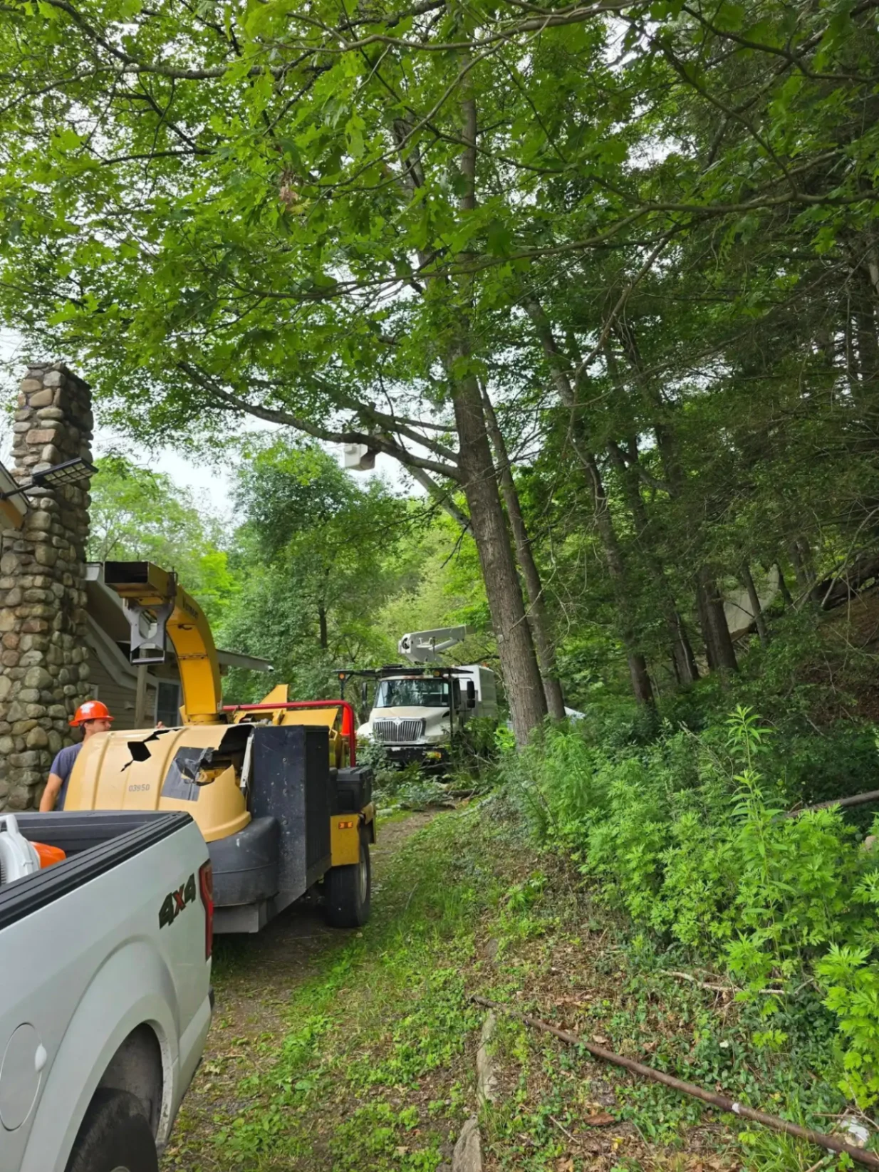 Tree Maintenance in Ulster County NY