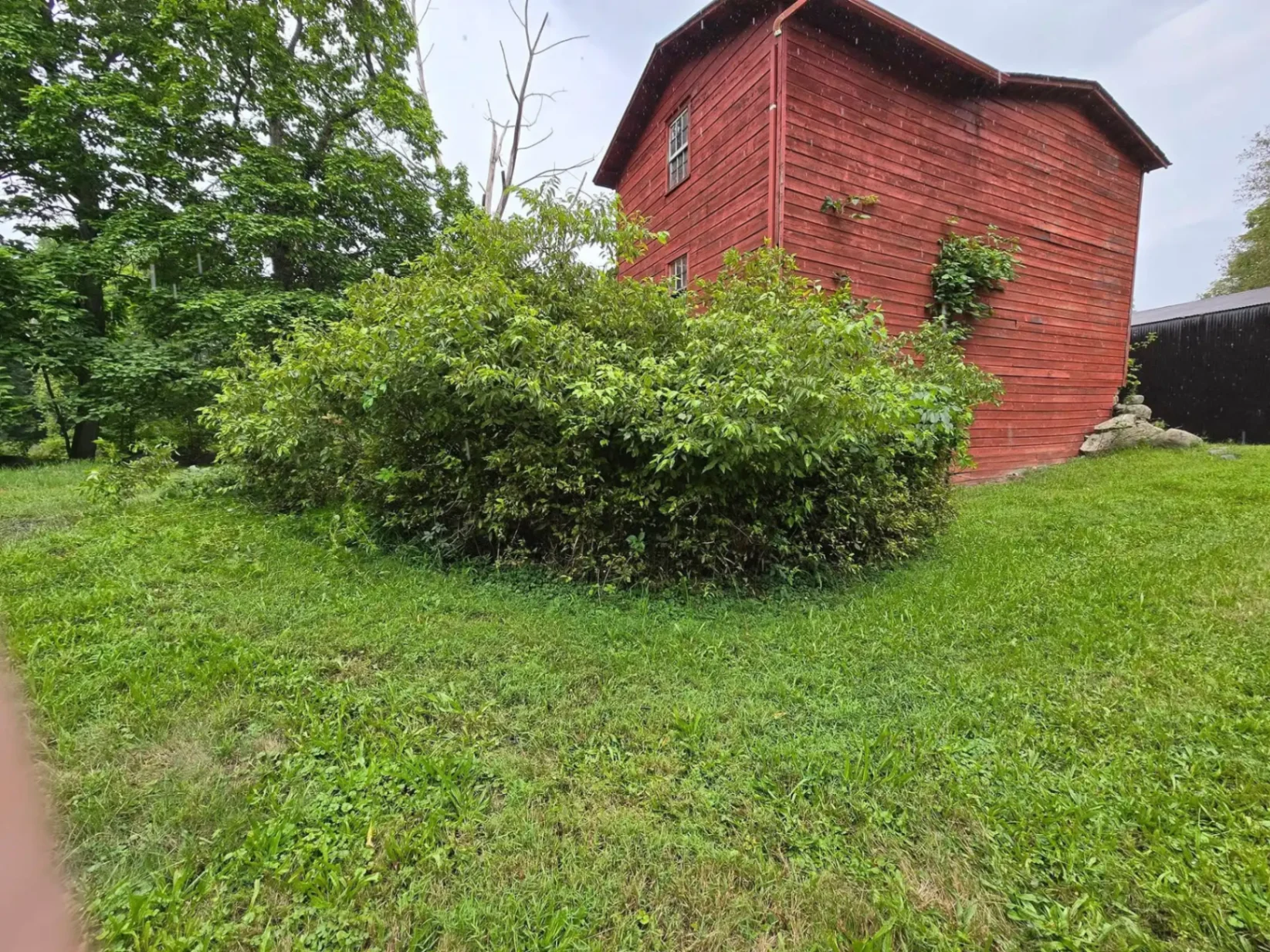 Before land clearing - overgrown bushes