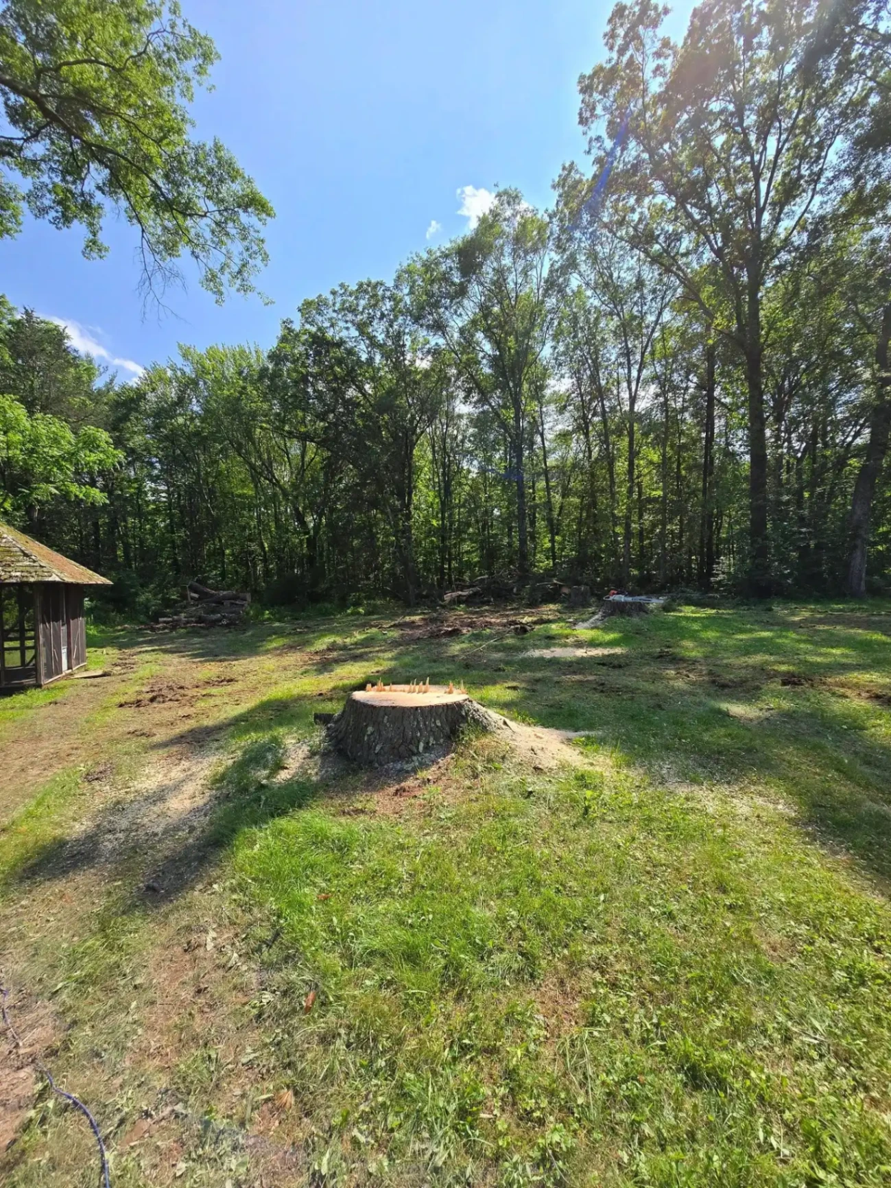 Tree removal and stump grinding project